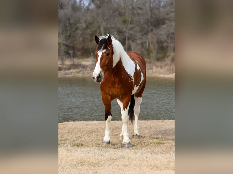 Draft Horse Mix Gelding 6 years 18 hh Pinto in Forney