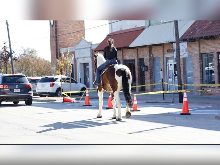 Draft Horse Mix Gelding 6 years 18 hh Pinto in Forney