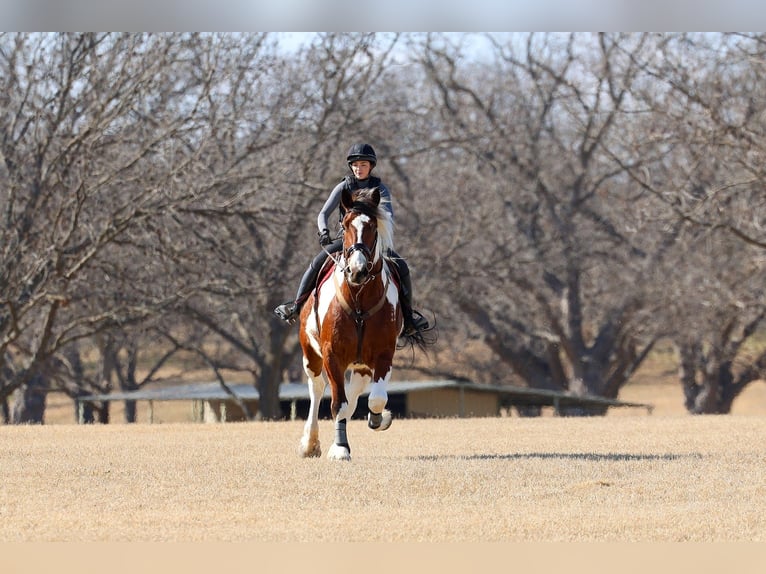 Draft Horse Mix Gelding 6 years 18 hh Pinto in Forney