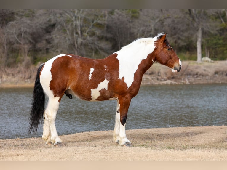 Draft Horse Mix Gelding 6 years 18 hh Pinto in Forney