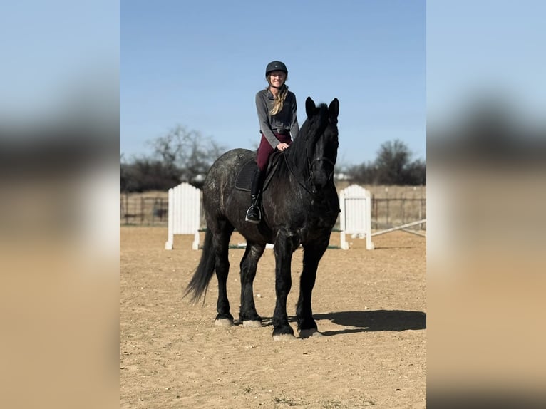 Draft Horse Gelding 6 years 18 hh Roan-Blue in Weatherford