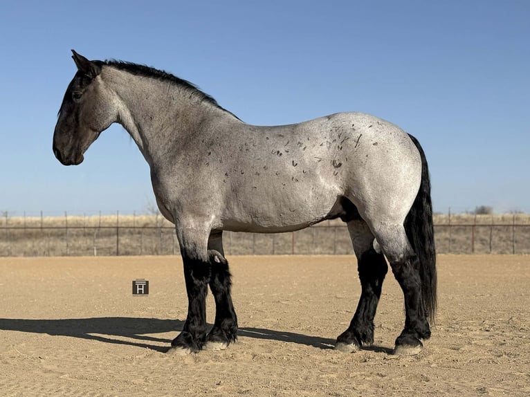 Draft Horse Gelding 6 years 18 hh Roan-Blue in Weatherford