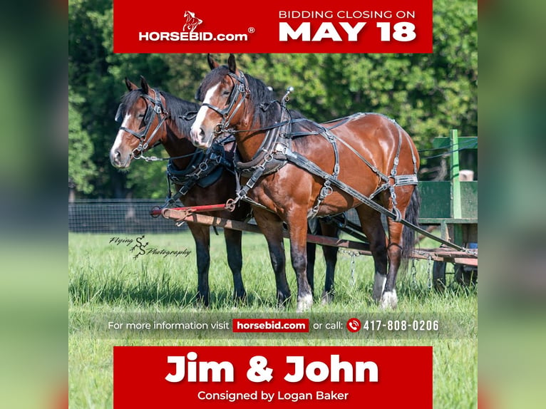 Draft Horse Mix Gelding 6 years Bay in Greenfield