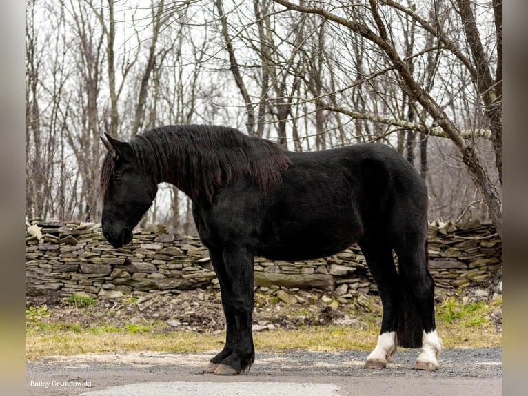 Draft Horse Gelding 6 years Black in Everett PA