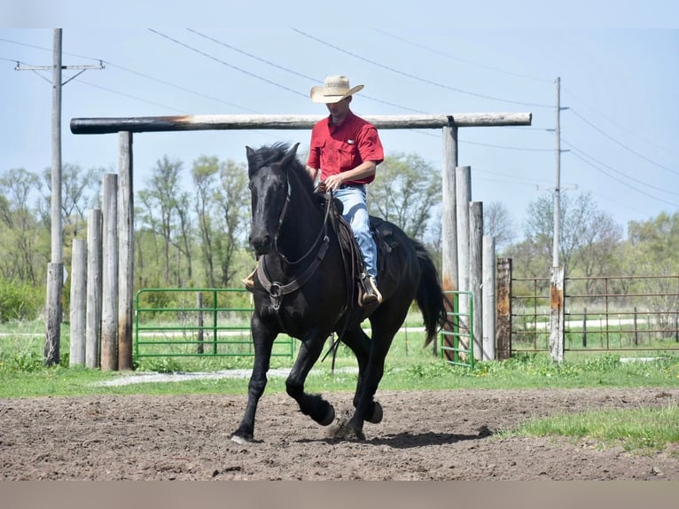 Draft Horse Gelding 6 years Black in Sweet springs MO