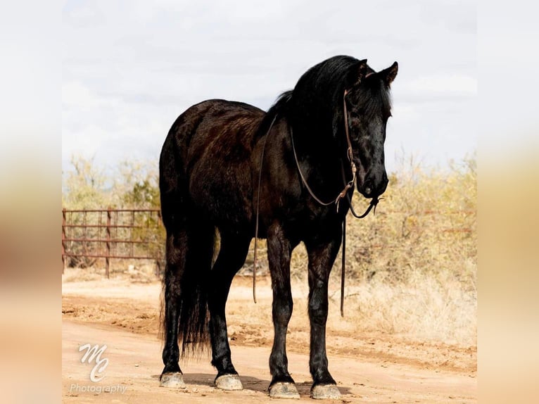Draft Horse Gelding 6 years Black in Wickenburg AZ