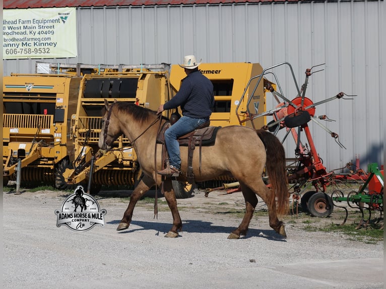 Draft Horse Gelding 6 years Champagne in Mount Vernon