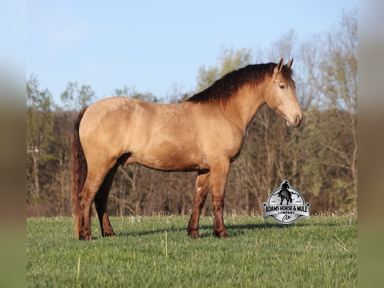 Draft Horse Gelding 6 years Champagne in Mount Vernon