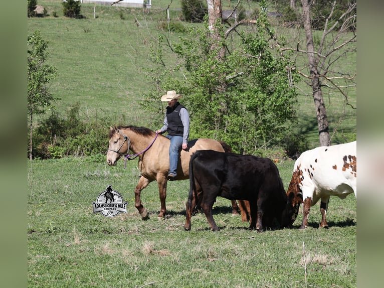 Draft Horse Gelding 6 years Champagne in Mount Vernon