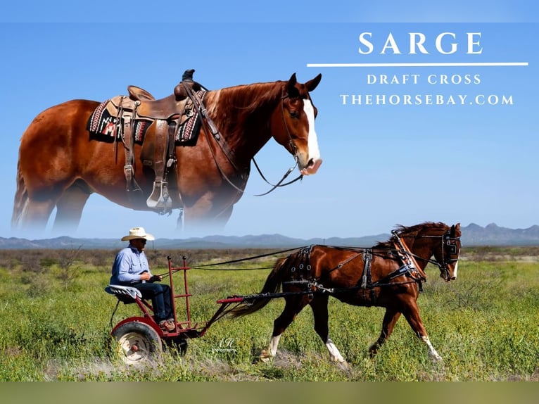 Draft Horse Mix Gelding 6 years Chestnut in Albuquerque, NM