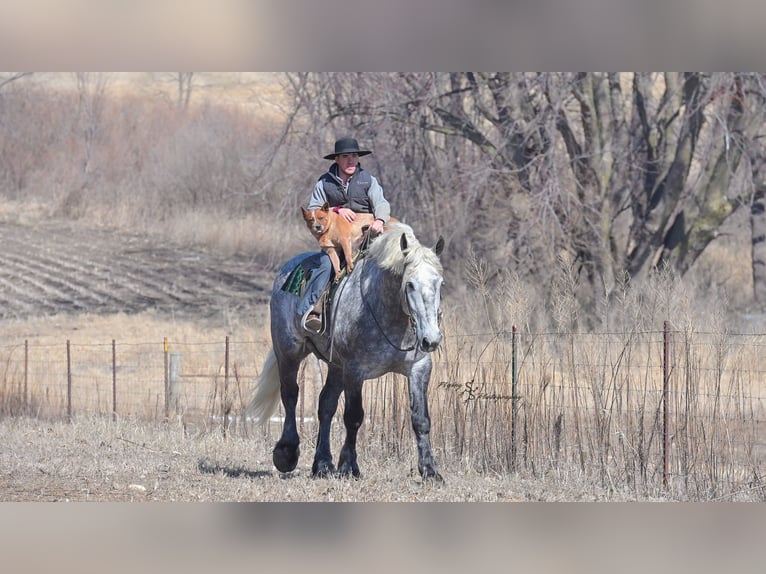 Draft Horse Gelding 6 years Grey in Fairbank IA
