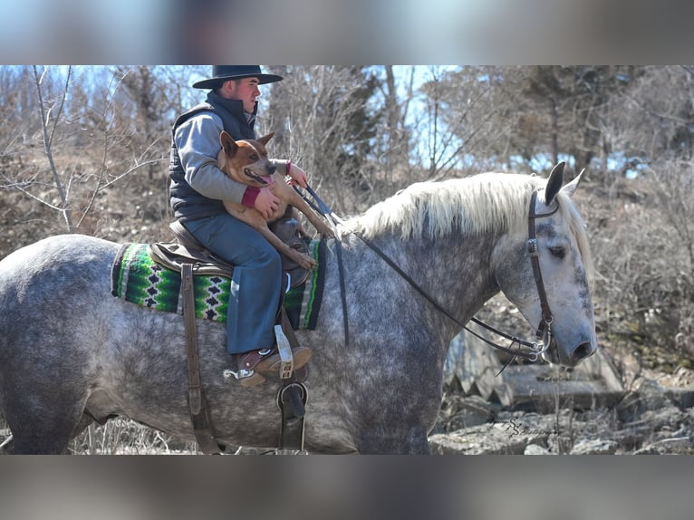 Draft Horse Gelding 6 years Grey in Fairbank IA