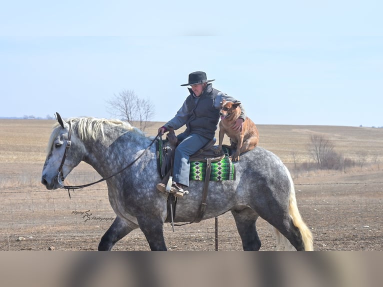 Draft Horse Gelding 6 years Grey in Fairbank IA