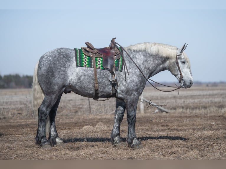 Draft Horse Gelding 6 years Grey in Fairbank IA