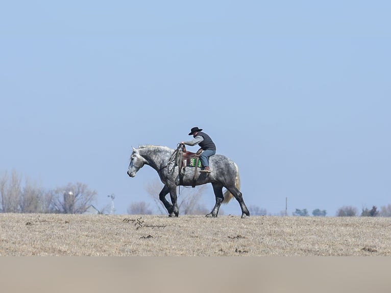 Draft Horse Gelding 6 years Grey in Fairbank IA