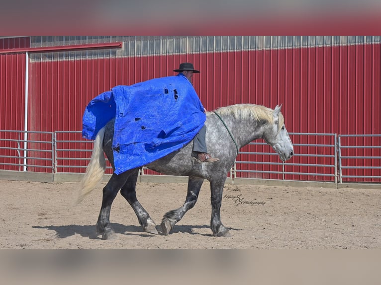 Draft Horse Gelding 6 years Grey in Fairbank IA