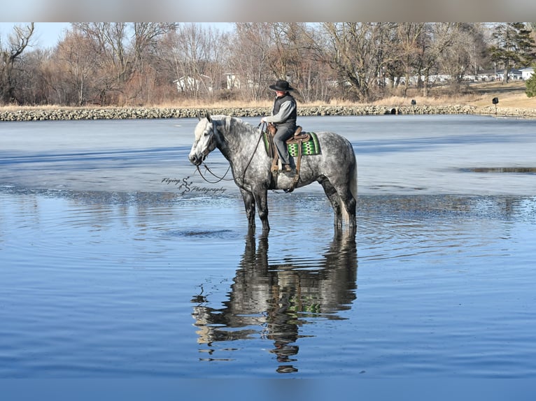 Draft Horse Gelding 6 years Grey in Fairbank IA