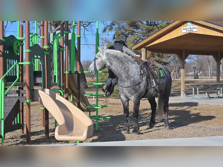 Draft Horse Gelding 6 years Grey in Fairbank IA
