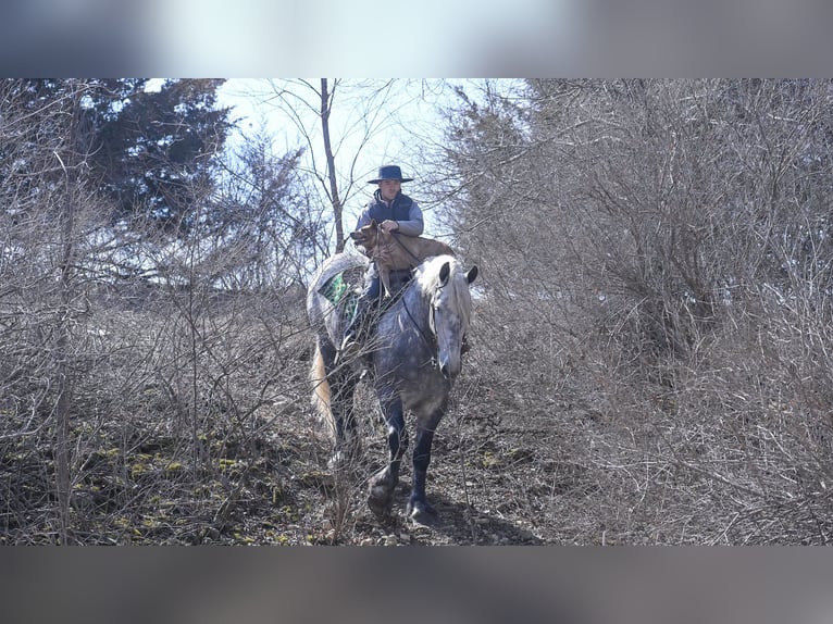 Draft Horse Gelding 6 years Grey in Fairbank IA