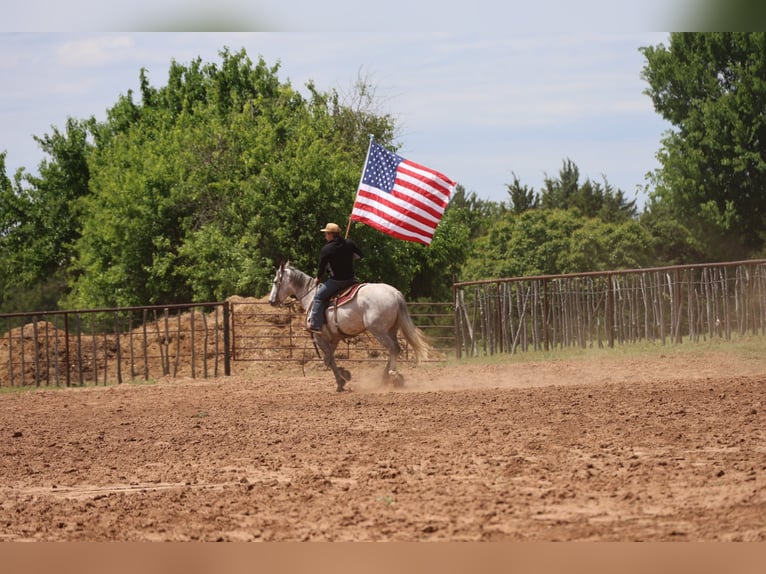 Draft Horse Mix Gelding 6 years Grey in Ripley