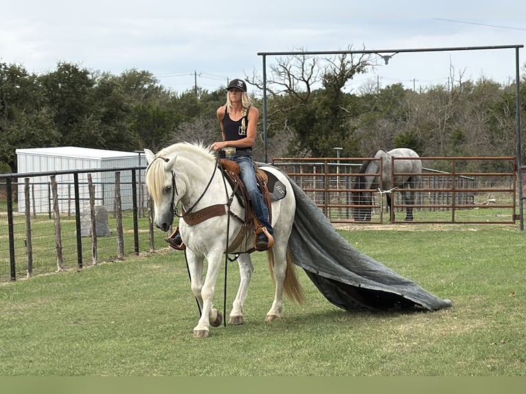 Draft Horse Mix Gelding 6 years Grey in Weatherford
