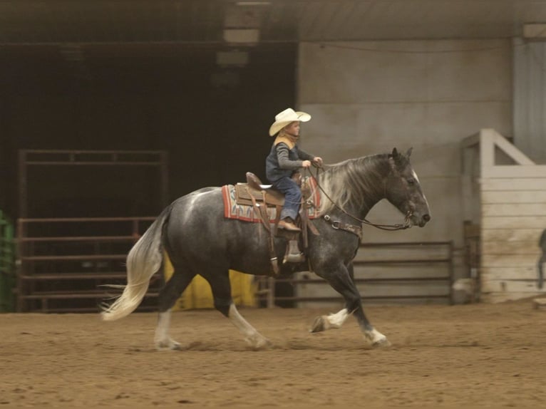 Draft Horse Mix Gelding 6 years Grey in Nevis