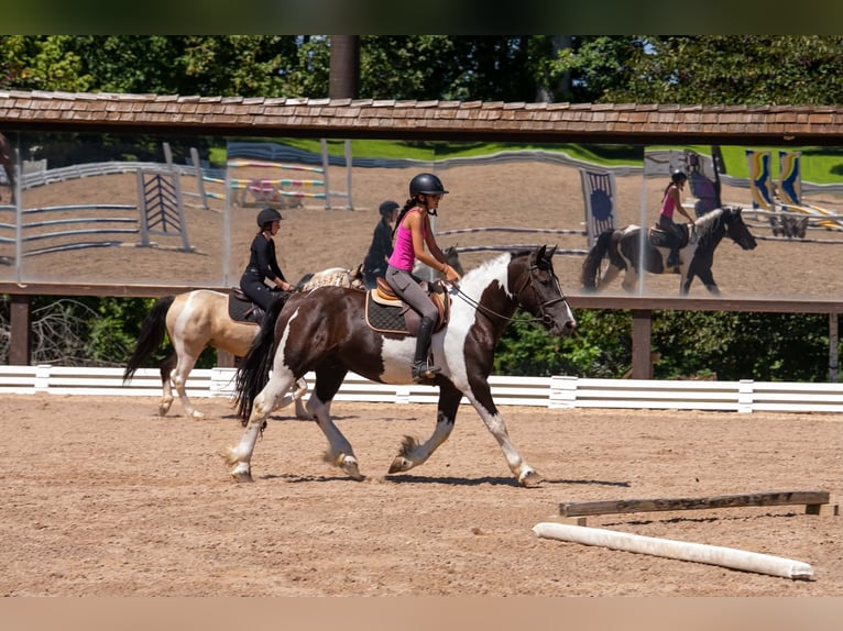 Draft Horse Mix Gelding 6 years Pinto in Clover