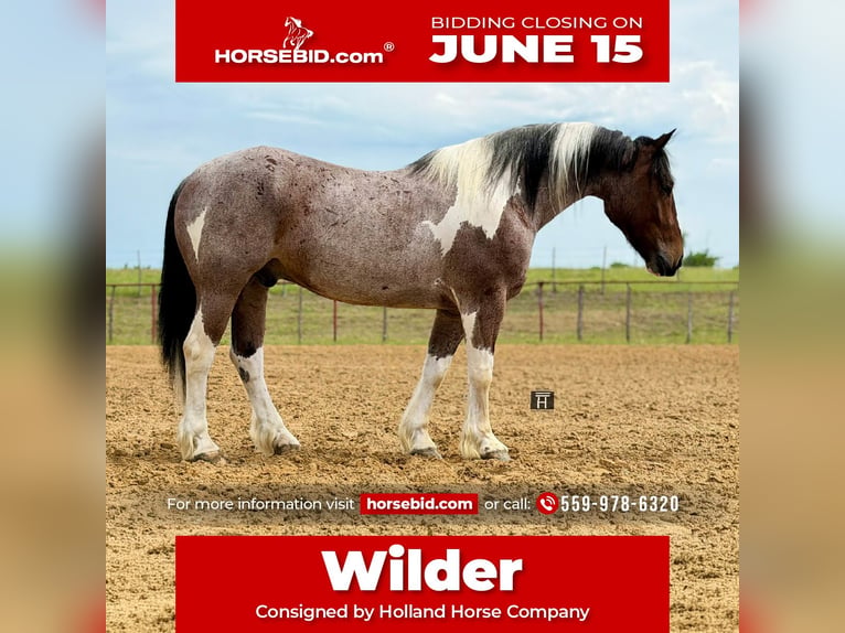 Draft Horse Mix Gelding 6 years Pinto in Weatherford