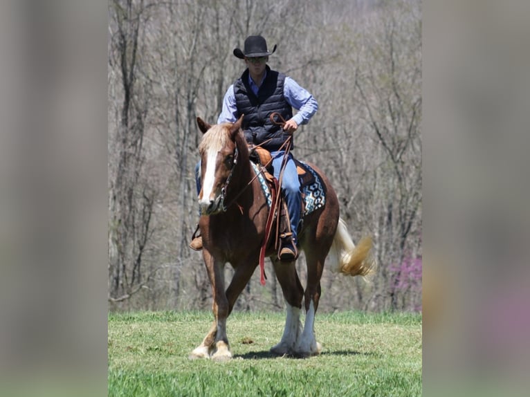 Draft Horse Gelding 6 years Roan-Red in Mount Vernon KY