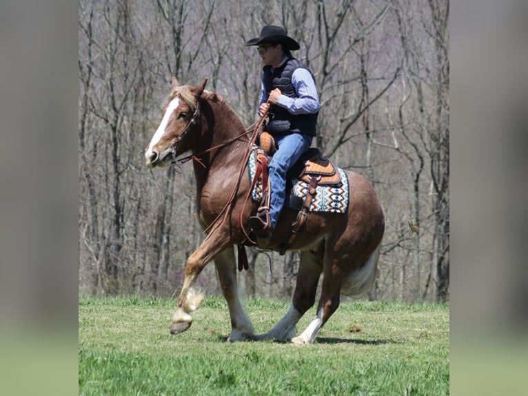 Draft Horse Gelding 6 years Roan-Red in Mount Vernon KY