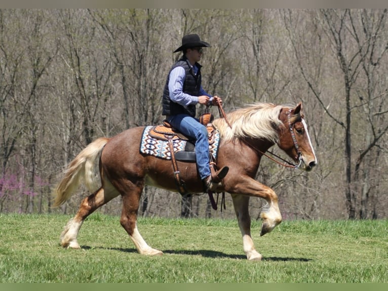 Draft Horse Gelding 6 years Roan-Red in Mount Vernon KY