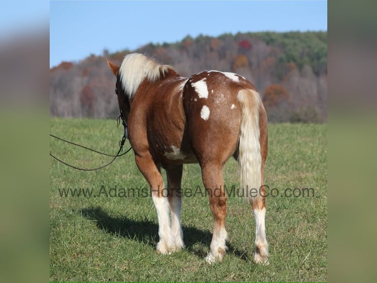 Draft Horse Gelding 6 years Sorrel in Mount Vernon, Ky