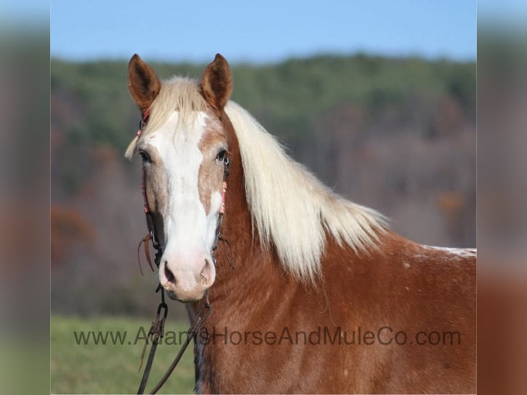 Draft Horse Gelding 6 years Sorrel in Mount Vernon, Ky