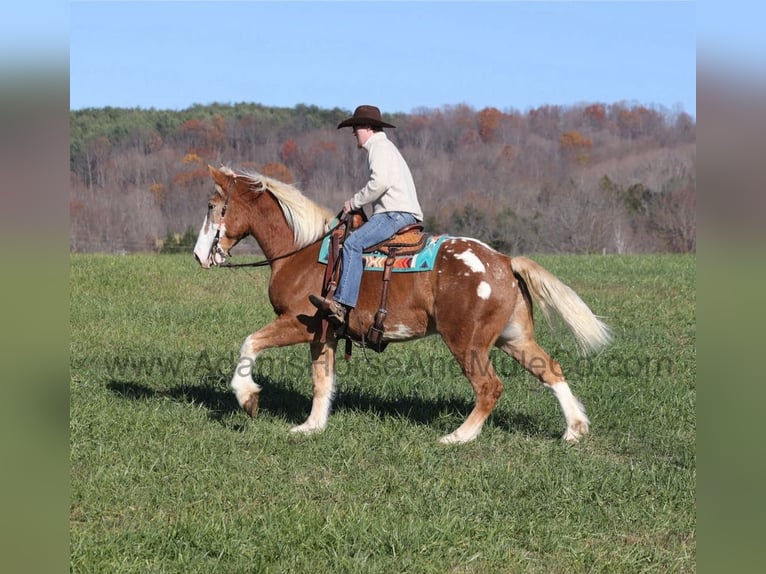 Draft Horse Gelding 6 years Sorrel in Mount Vernon, Ky