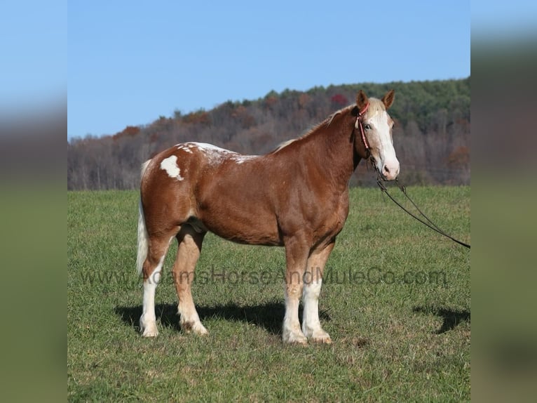 Draft Horse Gelding 6 years Sorrel in Mount Vernon, Ky