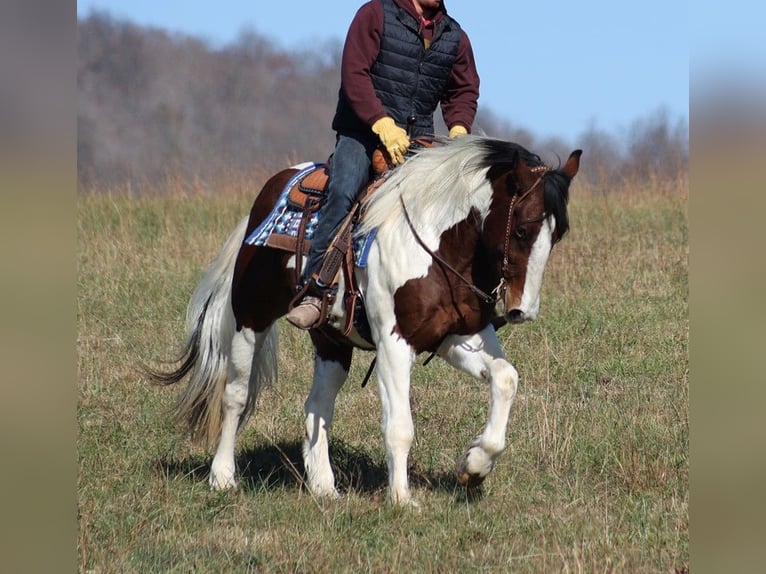 Draft Horse Gelding 6 years Tobiano-all-colors in Brodhead KY