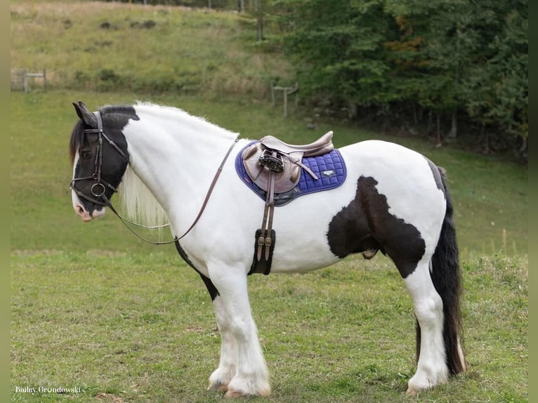 Draft Horse Gelding 6 years Tobiano-all-colors in Everett PA