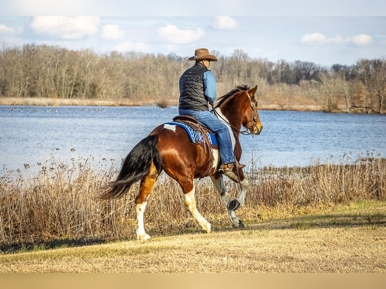 Draft Horse Gelding 6 years Tobiano-all-colors in Moutain Grove MO