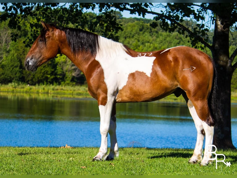 Draft Horse Gelding 6 years Tobiano-all-colors in Moutain Grove MO