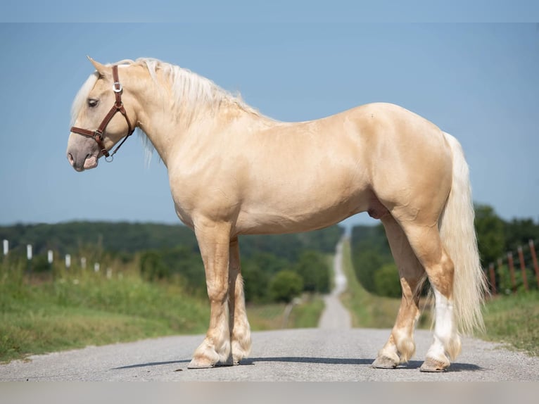 Draft Horse Gelding 6 years in OCala FL