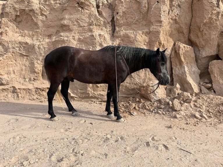 Draft Horse Gelding 7 years 14,3 hh Gray in El Pazo TX