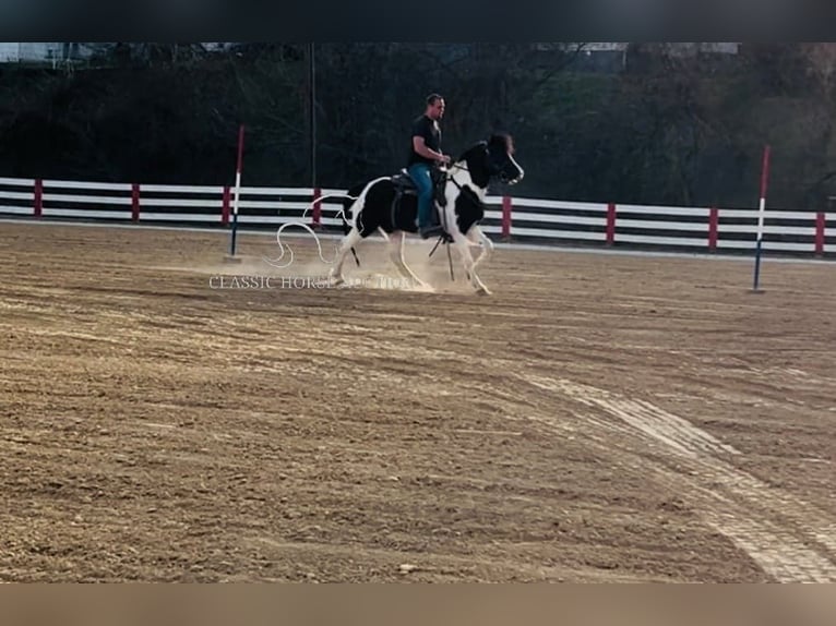 Draft Horse Gelding 7 years 14 hh Tobiano-all-colors in Rockholds, KY