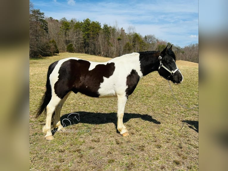 Draft Horse Gelding 7 years 14 hh Tobiano-all-colors in Rockholds, KY