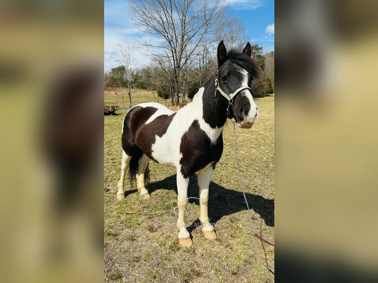 Draft Horse Gelding 7 years 14 hh Tobiano-all-colors in Rockholds, KY