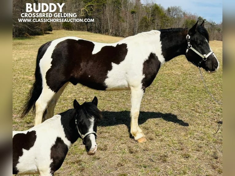 Draft Horse Gelding 7 years 14 hh Tobiano-all-colors in Rockholds, KY