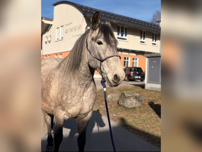 Draft Horse Gelding 7 years 14,2 hh  in Waldkirchen