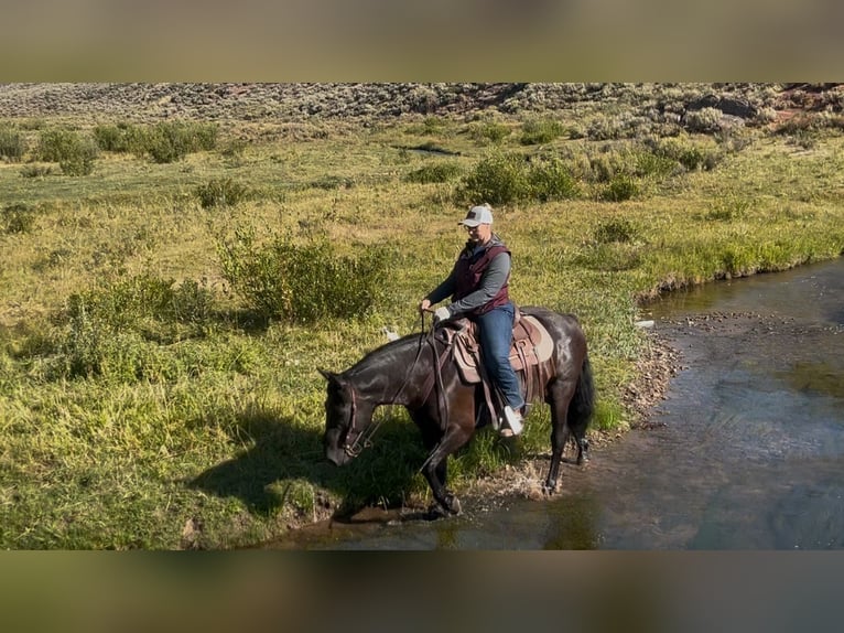 Draft Horse Mix Gelding 7 years 14,3 hh Black in Saint Anthony