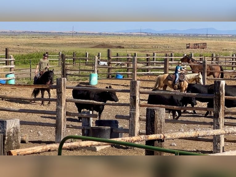 Draft Horse Mix Gelding 7 years 14,3 hh Black in Saint Anthony