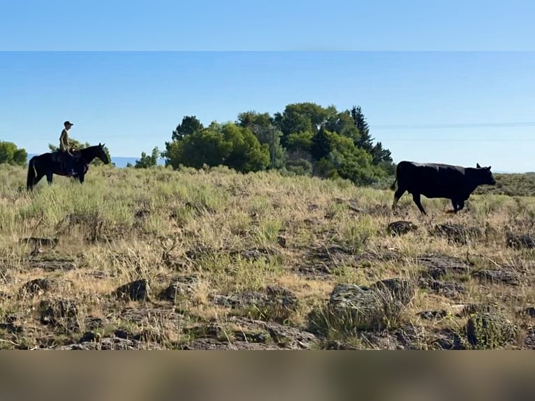 Draft Horse Mix Gelding 7 years 14,3 hh Black in Saint Anthony