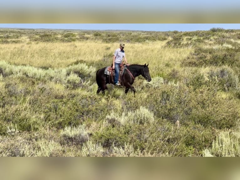 Draft Horse Mix Gelding 7 years 14,3 hh Black in Saint Anthony